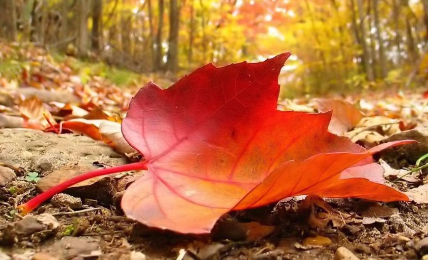 Perché gli alberi perdono le foglie? | Notizie24h.it