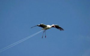 immagini divertenti animali