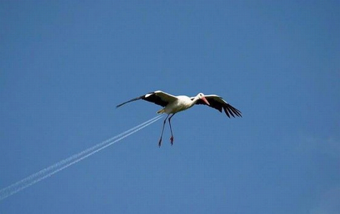immagini divertenti animali
