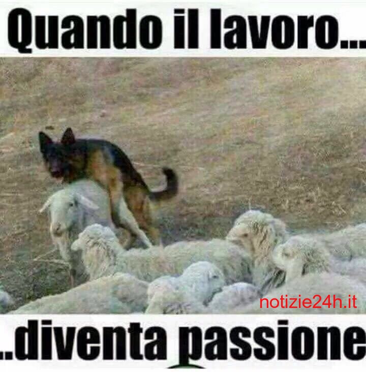 Immagini divertenti per Whatsapp 4 Notizie24h.it