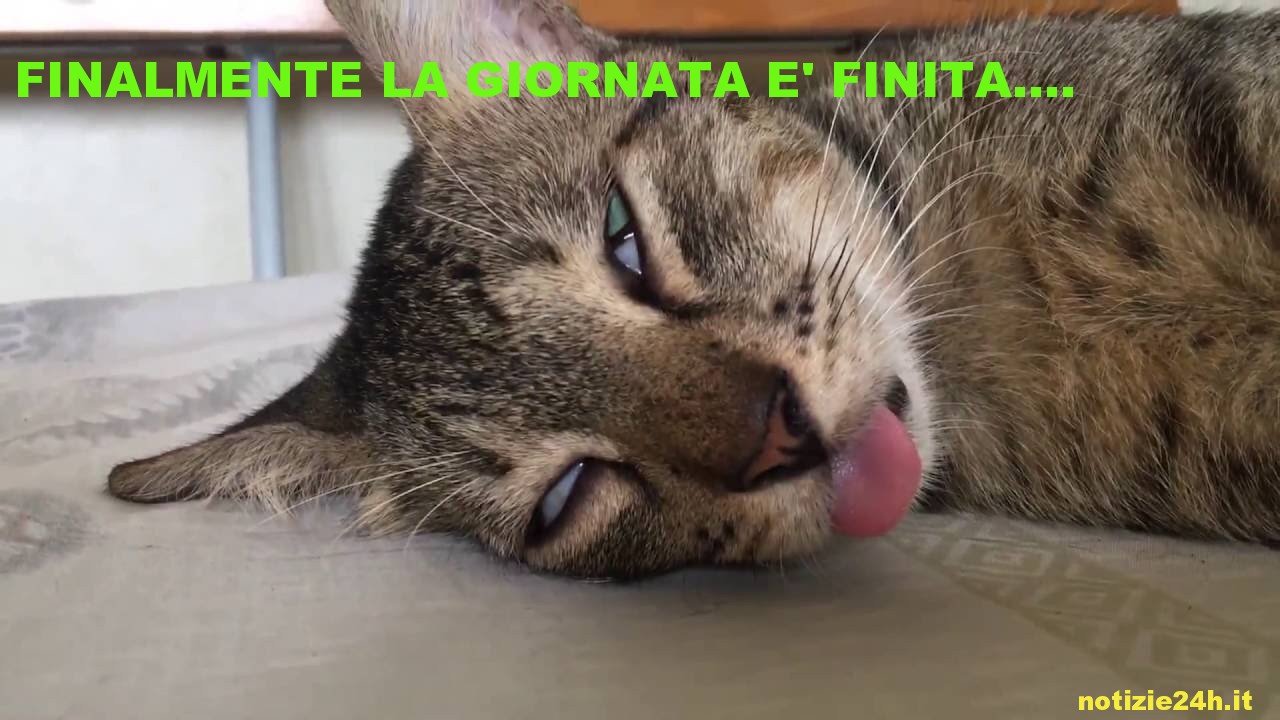 immagini divertenti buonanotte