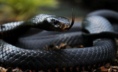 significato_sognare_serpente