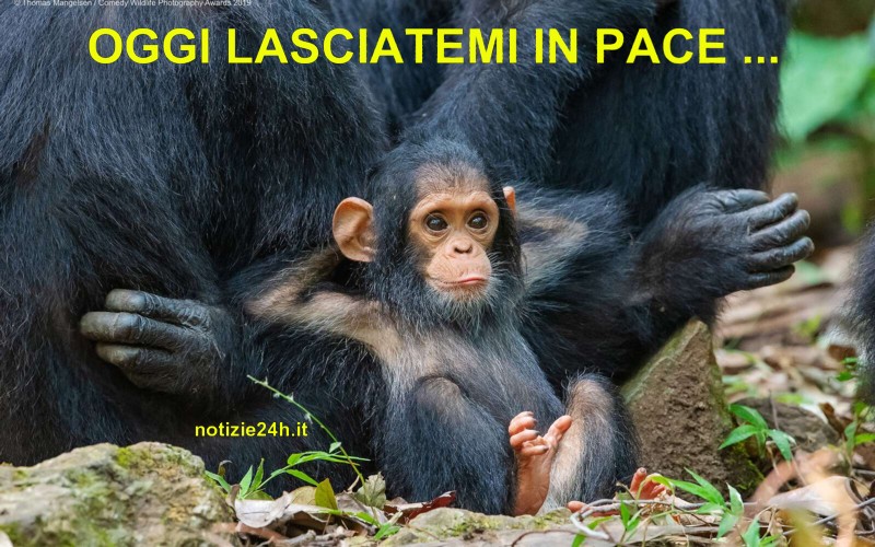 immagini_divertenti_whatsapp