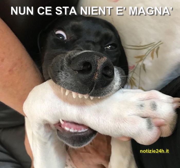 immagini_divertenti_whatsapp