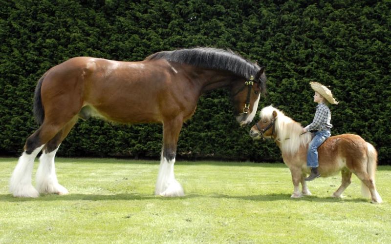 cavallo e pony