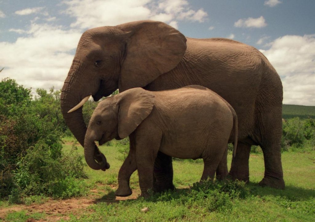elefanti al pascolo