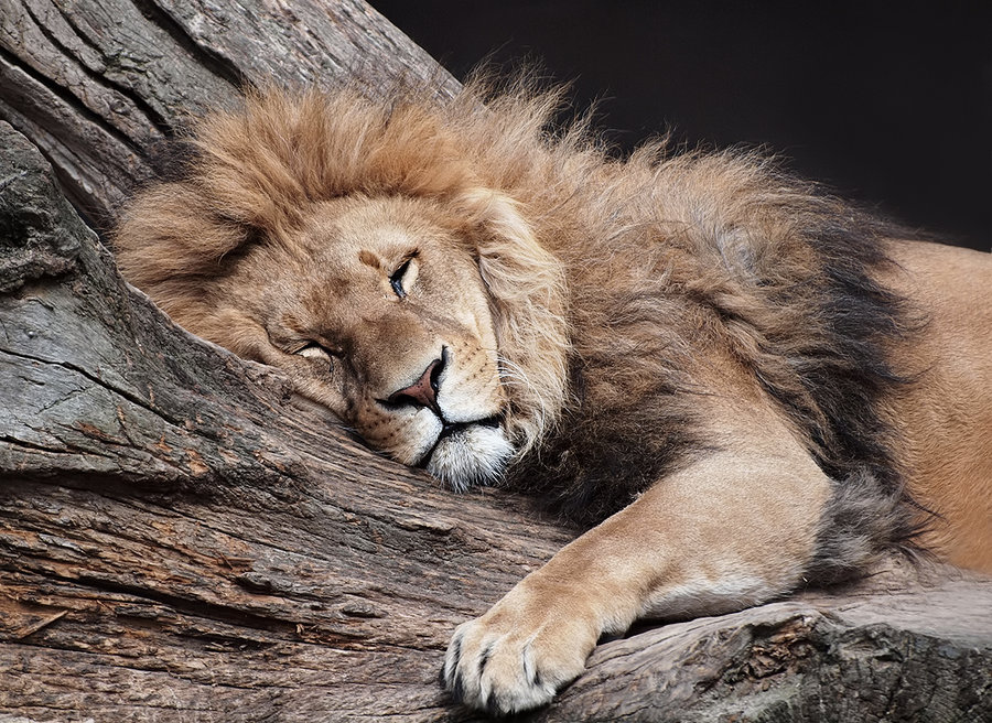 leone che sonnecchia