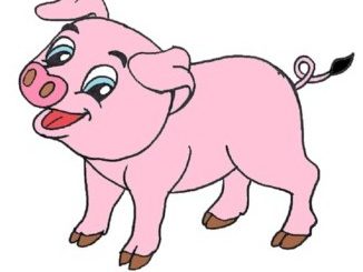 come disegnare un maialino