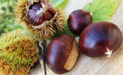 differenza tra castagne e marroni