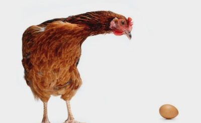uovo o gallina