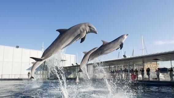  delfini spettacolo acquario