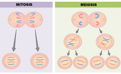 diferencia meiosis mitosis