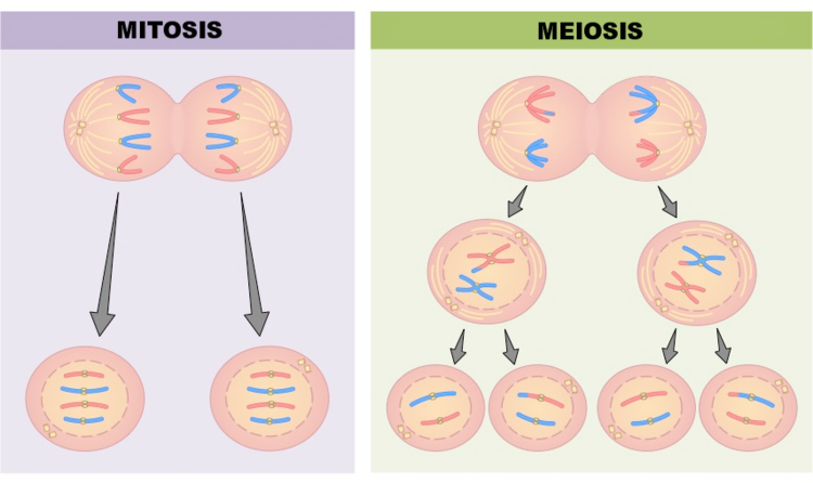 diferencia meiosis mitosis