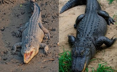 differenza coccodrillo alligatore