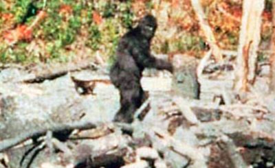 Yeti