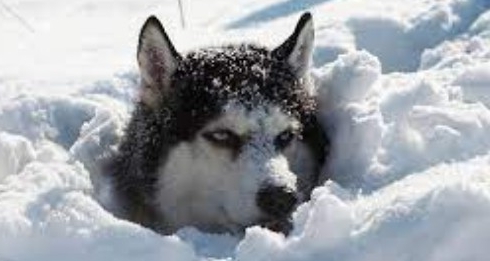 freddo cane