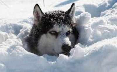 fa un freddo cane