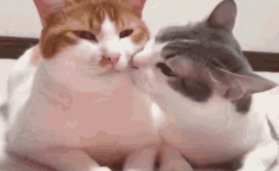 gif gatti amore baci