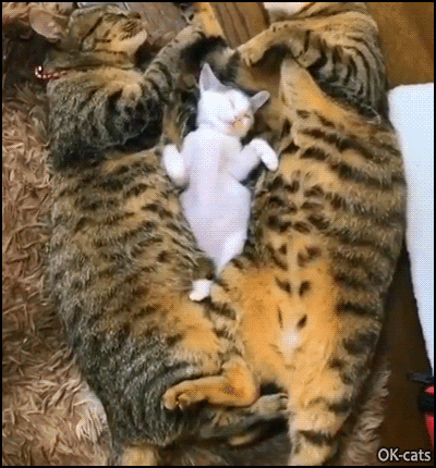 gif gatti amore