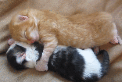 gif gatti amore baci abbracci