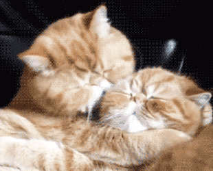 gif gatti amore baci abbracci