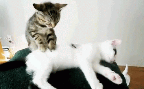 gif gatti amore massaggi