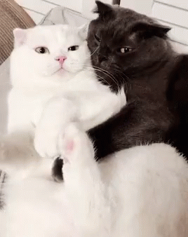 gif gatti amore
