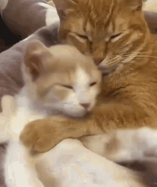 gif gatti amore