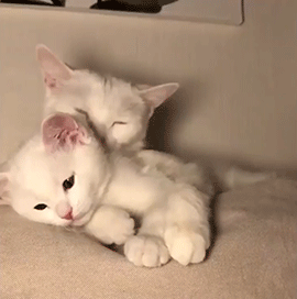 gif gattini amore