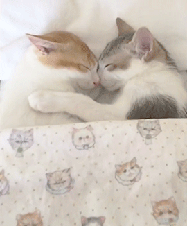 gif gatti amore