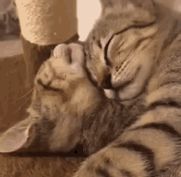 gif gatti amore