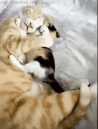 gif gatti amore