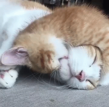 gif gatti amore baci