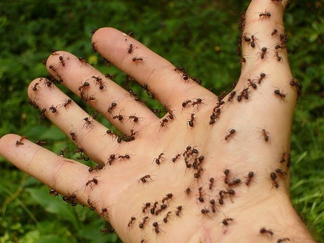 sognare formiche