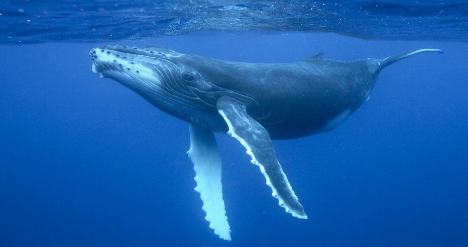 sognare balene