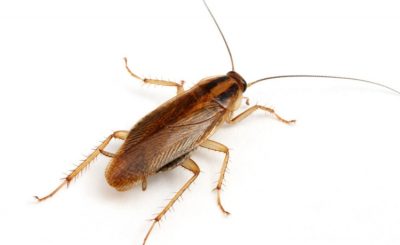 sognare blatte