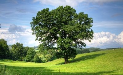 differenza tra quercia e rovere