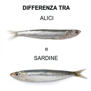 differenza tra alici e sardine