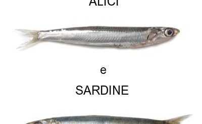 differenza tra alici e sardine