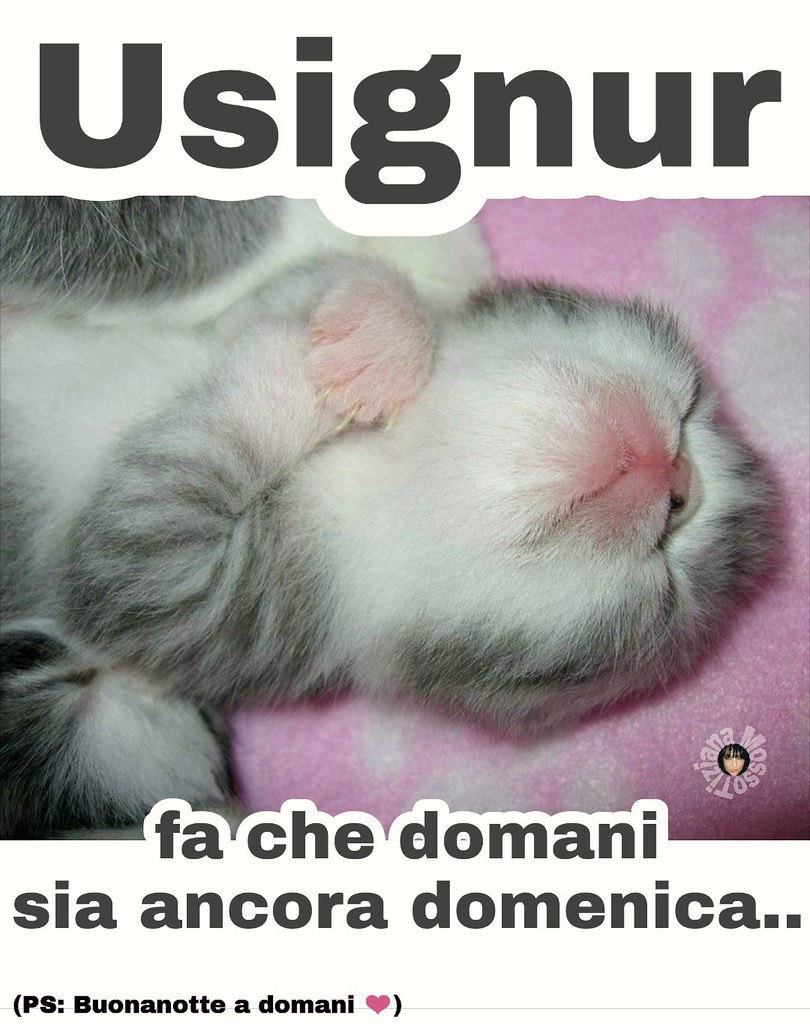 immagini divertenti animali