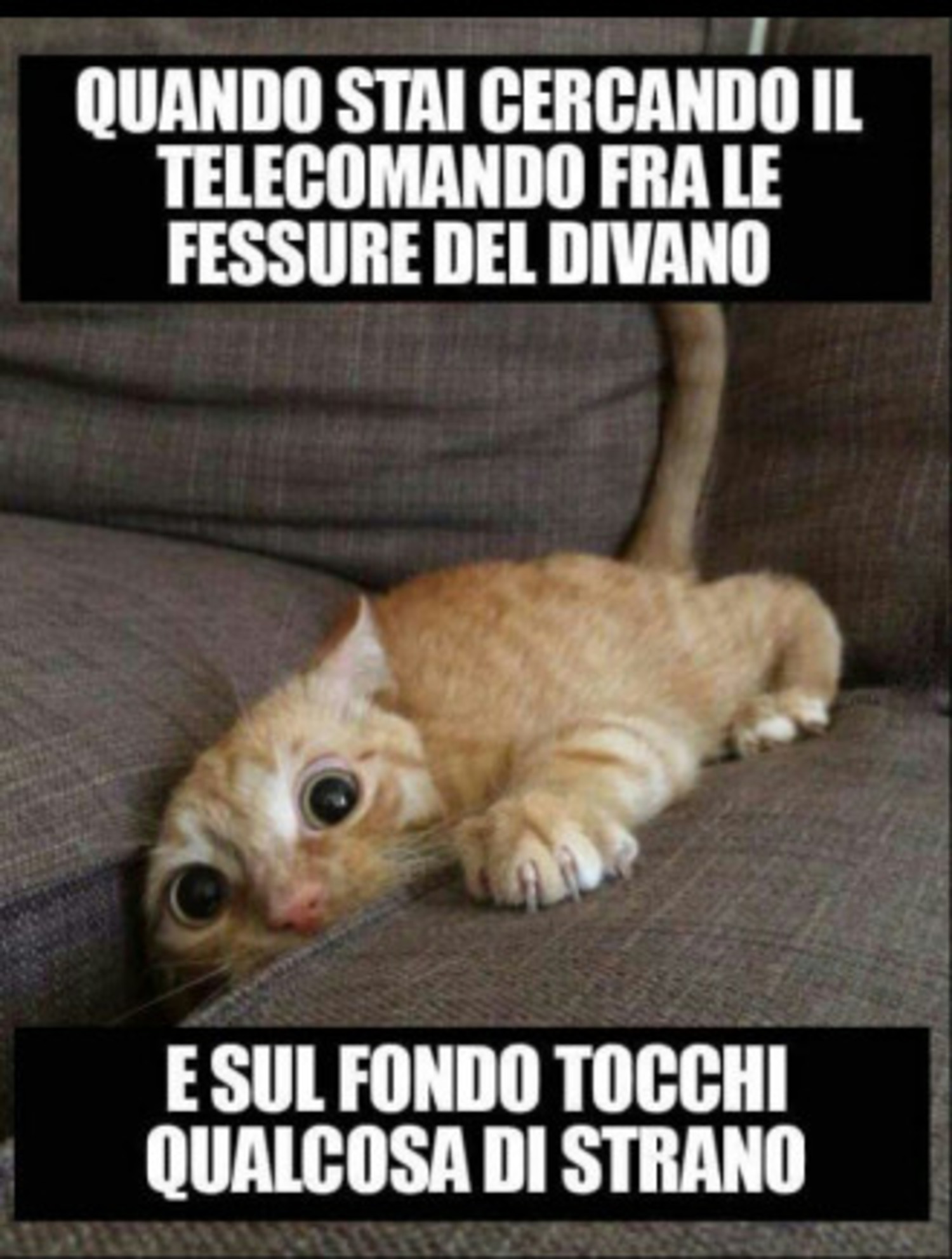 immagini divertenti animali