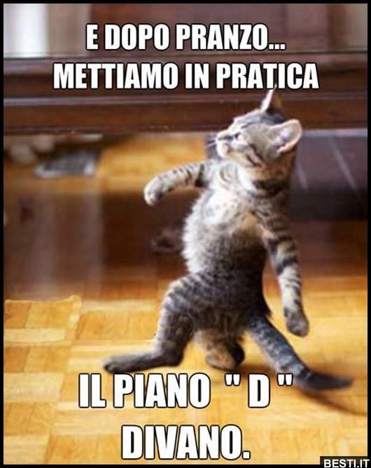 immagini divertenti animali