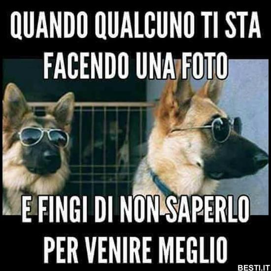 immagini divertenti animali