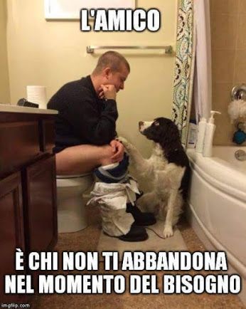 immagini divertenti animali