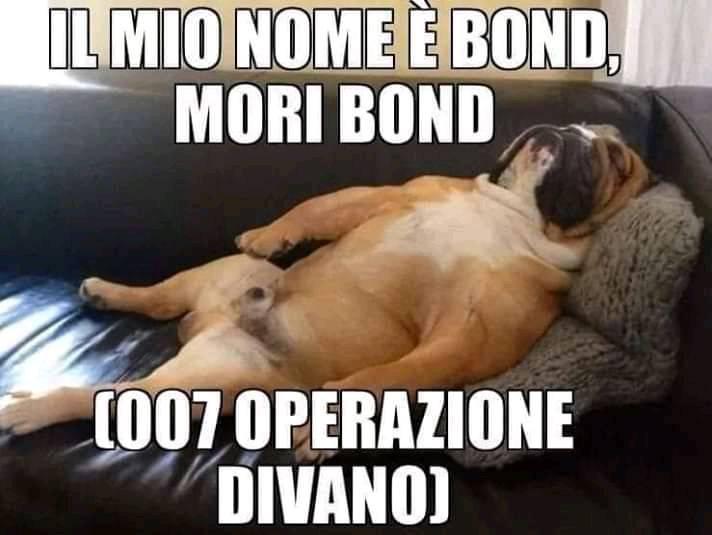 immagini divertenti animali