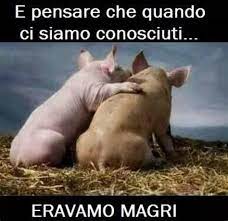 immagini divertenti animali