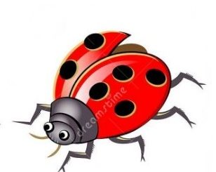 come disegnare una coccinella