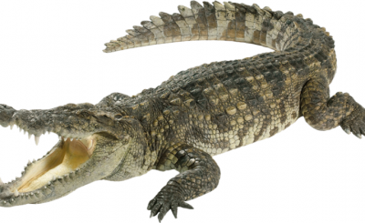 coccodrillo
