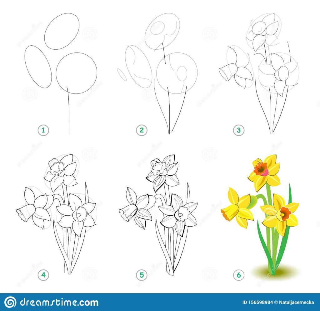 come disegnare un fiore narciso