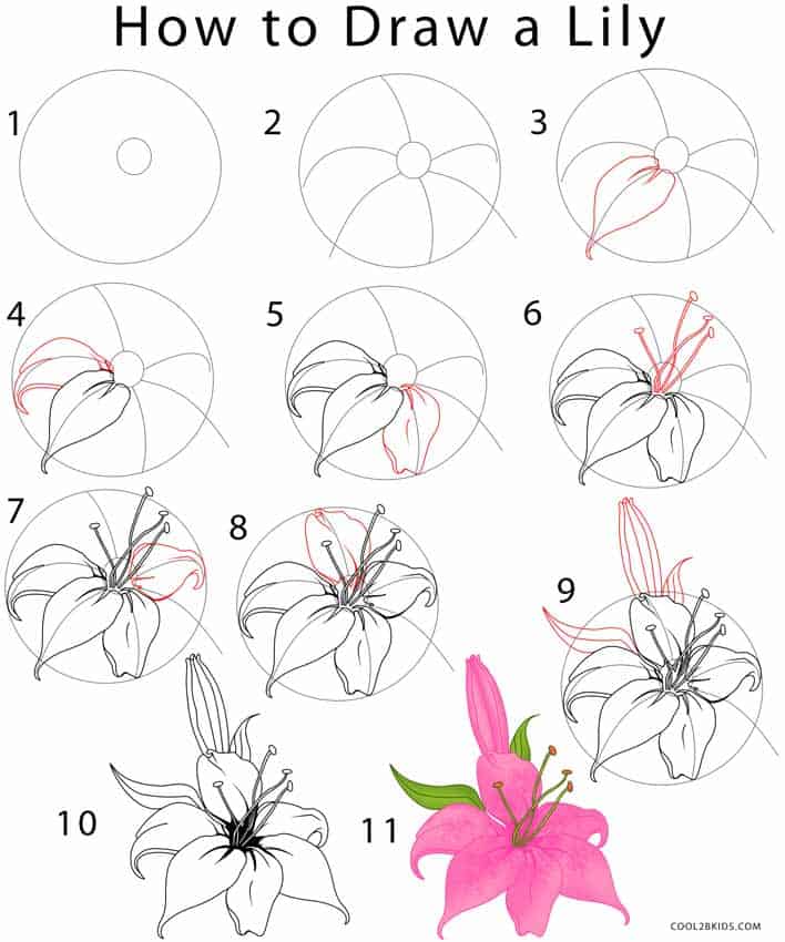 come disegnare un fiore lily